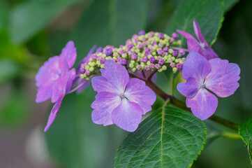 淡い紫のアジサイ　淡い緑とアジサイ　ブルーのアジサイ　白　あじさい