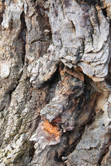 Close-up of the texture of the bark of the tree, the background of the tree.