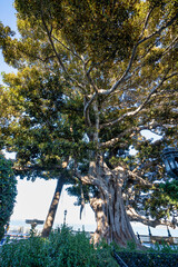 Alameda de Apodaca, a public park in Cadiz, Andalucia, Spain.