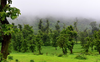 misty morning in the forest