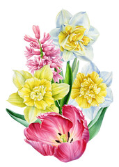 Tulips and daffodils. Spring flowers on an isolated white background. Watercolor illustrations. 
