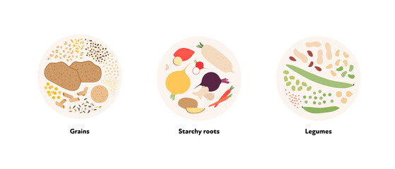 Fototapeta premium Food illustration collection. Vector flat design of various grains, starchy roots and legumes symbol in circle frame isolated on white background.