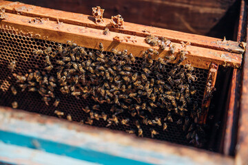 The concept of beekeeping. Eco-friendly products. Close-up of a hive with flying bees. Apiary. Hobbies and farming. Useful insects.