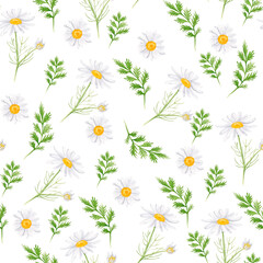 Seamless pattern with chamomile flowers and leaves. Watercolor drawing, on a white background, for printing fabric, and digital paper.