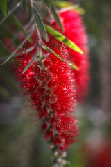 Obraz premium Two Crimson Bottlebrush Blooms. A double image