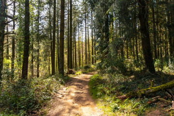 Path of the forest of ascent to Mount Andatza in the town of Usurbil, Gipuzkoa. Basque Country