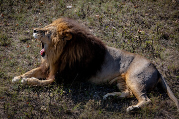 Naklejka premium Portrait of a wild roaring lion. The lion lies on dry grass. Taigan Park