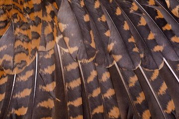 Close up of abstract pattern of woodcock feathers as background. Natural camouflage of bird woodcock feathers. The texture of the wing feathers of the woodcock.  - obrazy, fototapety, plakaty