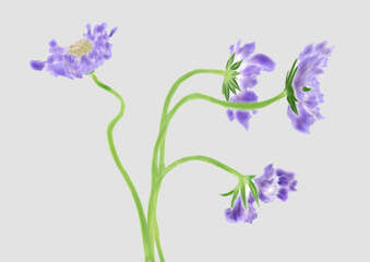 Fototapeta na wymiar 青紫の花びらの花