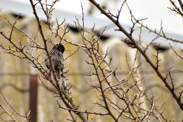 Against the background of the roof of the house, a starling sits on branches without leaves.
