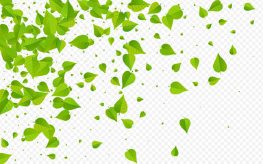 Olive Foliage Organic Vector Transparent