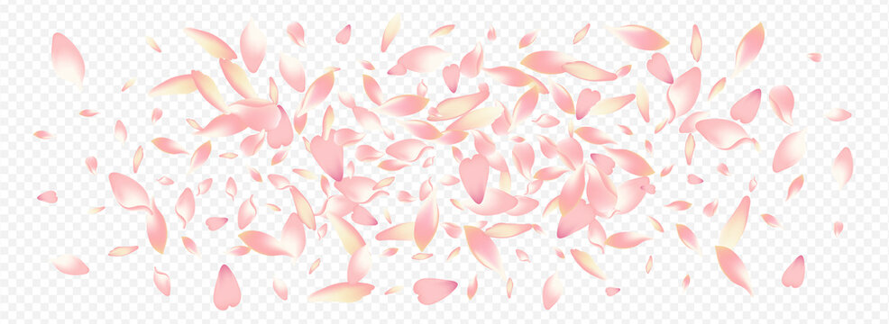 Pink Rosa Vector Panoramic Transparent