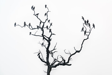 A flock of birds on a dry tree. Spotted eagles
