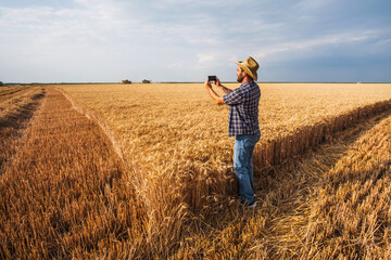 Agronomist is examining process of harvesting wheat.