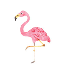 Flamingo watercolor illustration isolated on white background. Exotic tropical pink bird