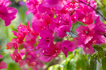 blossoming Bougainvillea bush with pink flowers