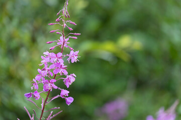 flowers of Fireweed, Chamaenerion angostifolium on a sunny summer day