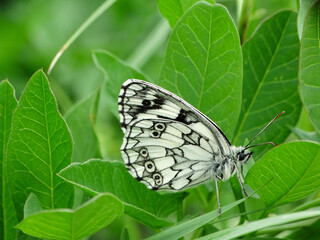Motyl polowiec szachownica na zielonym liściu