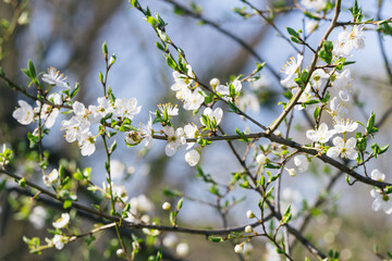Сherry tree in spring. Cherry blooms on a blurry natural background. Selective focusing. High quality photography