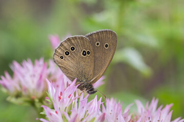 Motyl przestrojnik trawnik na różowym kwiatku - obrazy, fototapety, plakaty