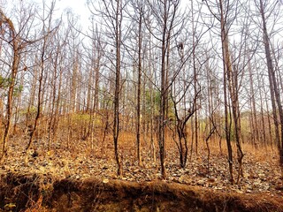 trees in the forest