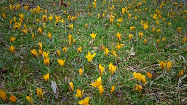 Yellow crocuses bloom in early spring in the garden, Ukraine