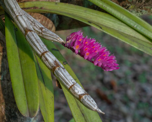 Closeup view of  bright pink and orange flowers of epiphytic orchid species dendrobium secundum aka...
