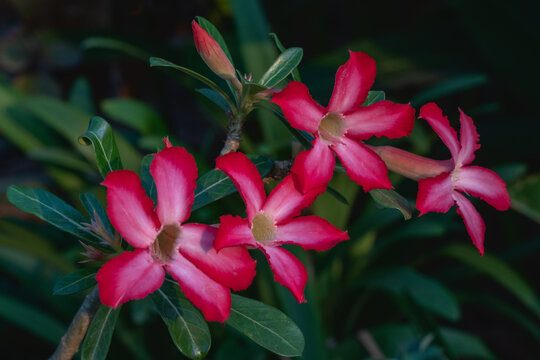 Closeup view of colorful red and pink white flowers of adenium obesum aka desert rose outdoors on natural background