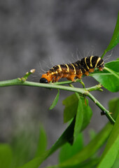 a yellow-brown and hairy caterpillar crawling on the branch of an orange tree

