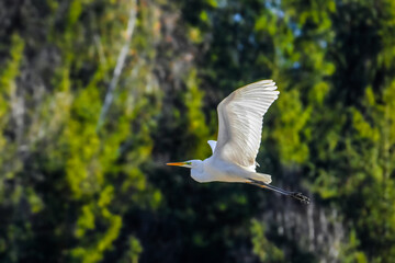 Great egret in flight - white heron, Ardea alba