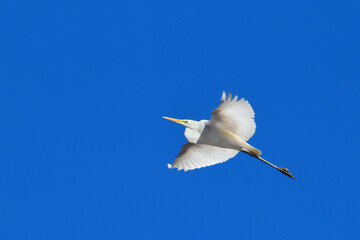 Great egret in flight - white heron, Ardea alba