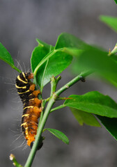 a yellow-brown and hairy caterpillar crawling on the branch of an orange tree