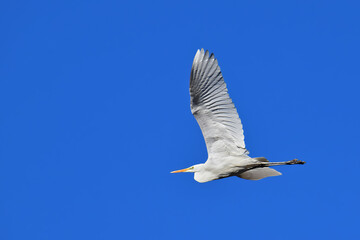 Great egret in flight - white heron, Ardea alba