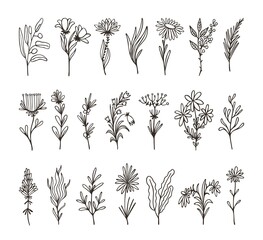 Isolated decorative floral branches. Wildflower twig hand drawn, herb and leaf. Linear organic flowers design elements, art details of wreath and laurel neoteric vector set