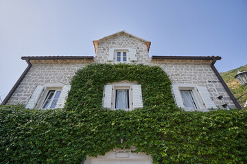 Stoned house overgrown with ivy in a European city