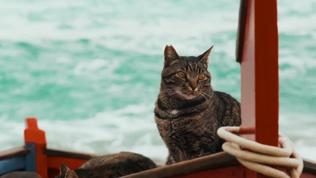 Cute tiger cat sits on a fishing boat against the backdrop of the sea. Proud sailor cat guards the second sleeping cat. Animals are friends. Fishermen cats. Funny domestic animal. Beach cat. Nice day