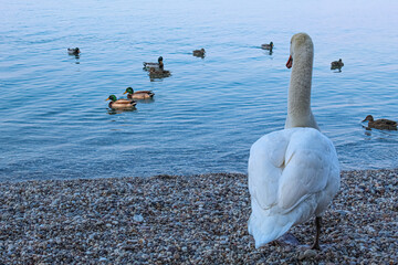 a swan and some ducks on the lake