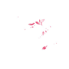 Pink Rose Petal Vector White Background. Color