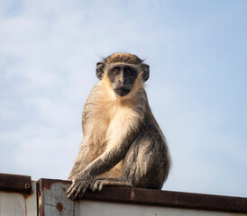 Green monkey at the Senegambia Bijilo outskirts where previously was thick forest, Gambia West Africa