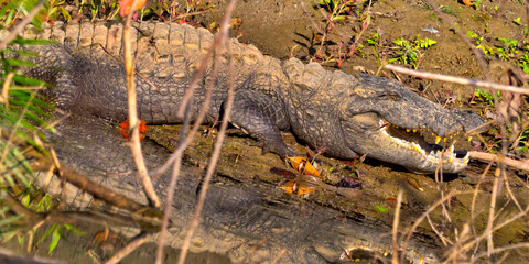 Mugger Crocodile, Crocodylus palustris, Wetlands, Royal Bardia National Park, Bardiya National Park, Nepal, Asia