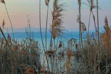 reeds in the morning