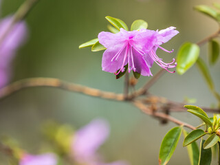 Pink flowers of Siberian rhododendron copy space. Rhododendron Ledebourii. Spring flowering of Altai rhododendron.
