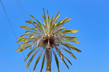 Obraz premium palm tree against blue sky