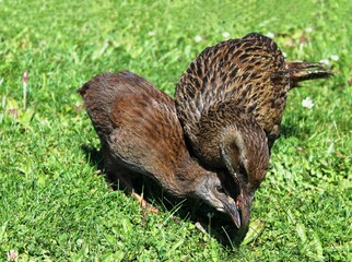 Weka