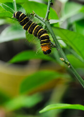 yellow-brown caterpillar on a leaf