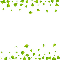 Olive Leaves Wind Vector White Background