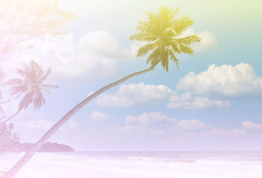 The tropical banner with Summer Vintge Palm Trees Vintage - cloud sky summer tropical summer image background
