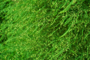 A plant with small green leaves of medicinal asparagus. The concept of growing vegetables in the backyard garden. High quality photo