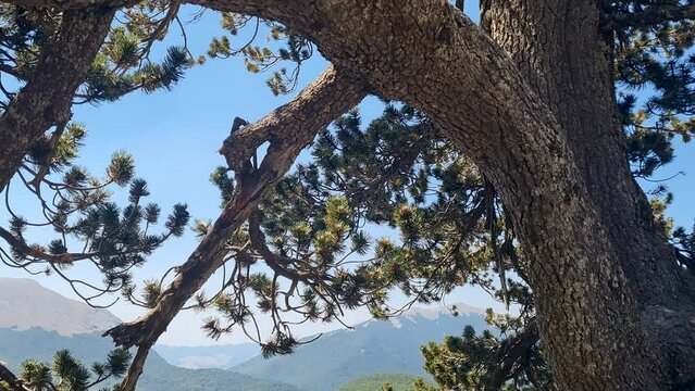 Panoramic view Pollino National Park with old Loricato pines on summer sunny day, Italy 