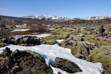 Fototapeta na wymiar Volcanic landscape with moss in Iceland